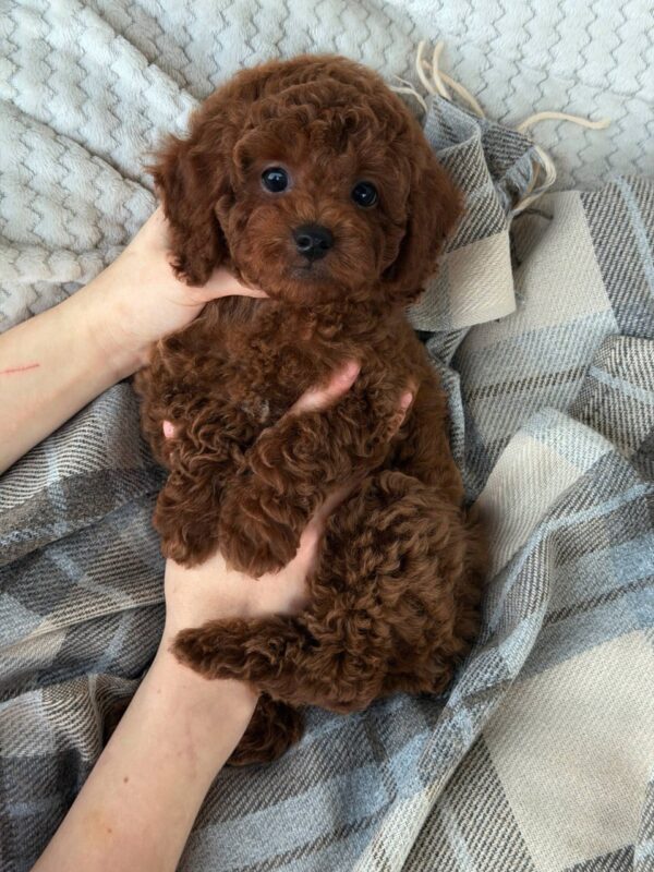 Male Toy poodle (Rocky) Male Toy poodle (Rocky)