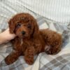 Male Toy poodle (Rocky) Male Toy poodle (Rocky)