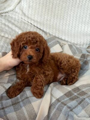 Male Toy poodle (Rocky)