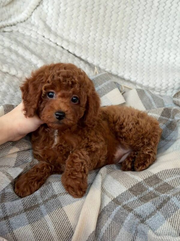 Male Toy poodle (Rocky) Male Toy poodle (Rocky)