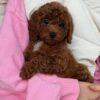 Male Toy poodle (Rocky) Male Toy poodle (Rocky)