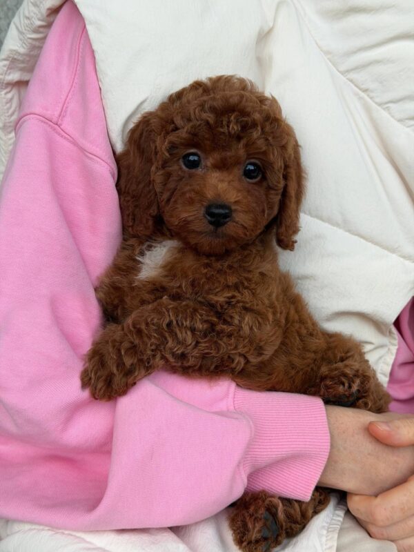 Male Toy poodle (Rocky) Male Toy poodle (Rocky)