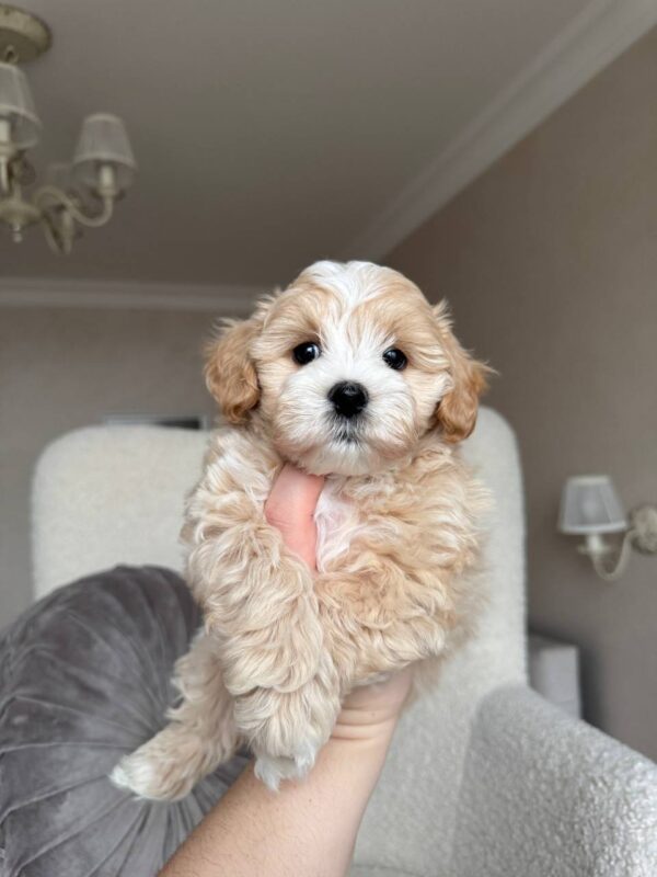 Female Maltipoo (Mochi) Female Maltipoo (Mochi)