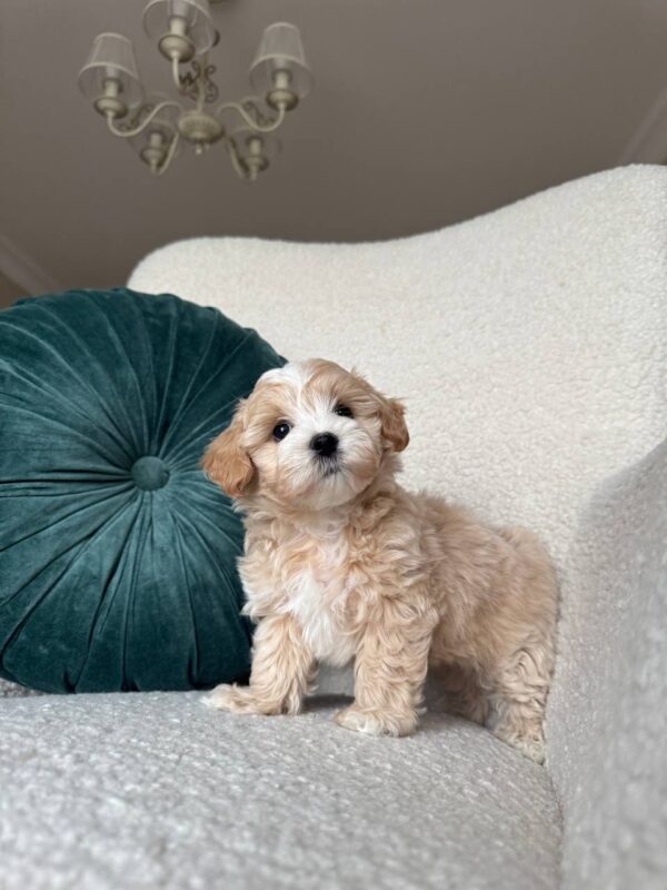 Female Maltipoo (Mochi) Female Maltipoo (Mochi)