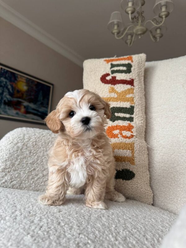 Female Maltipoo (Mochi) Female Maltipoo (Mochi)
