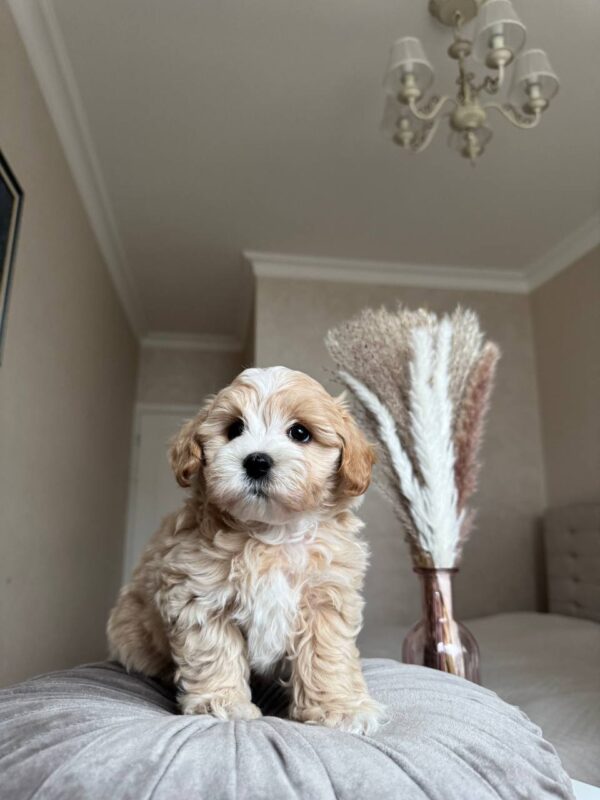 Female Maltipoo (Mochi) Female Maltipoo (Mochi)