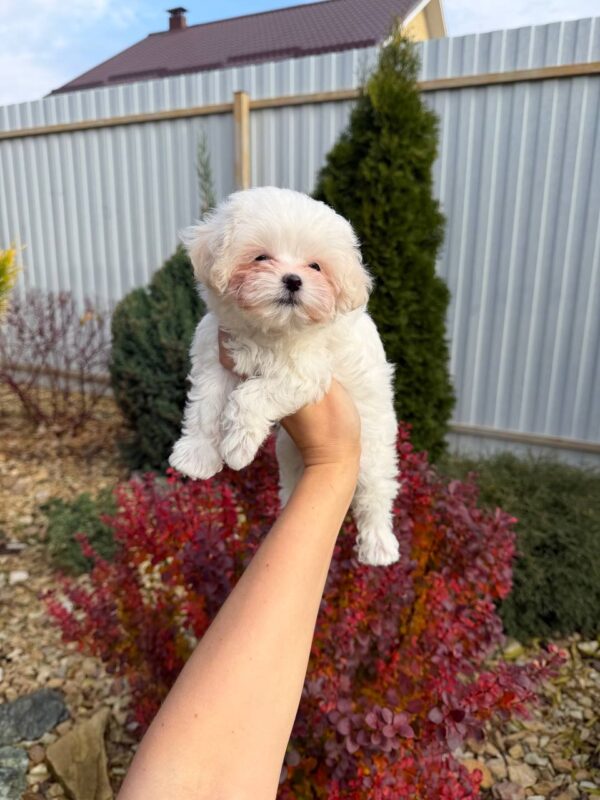 Male Maltese (Louis) Male Maltese (Louis)