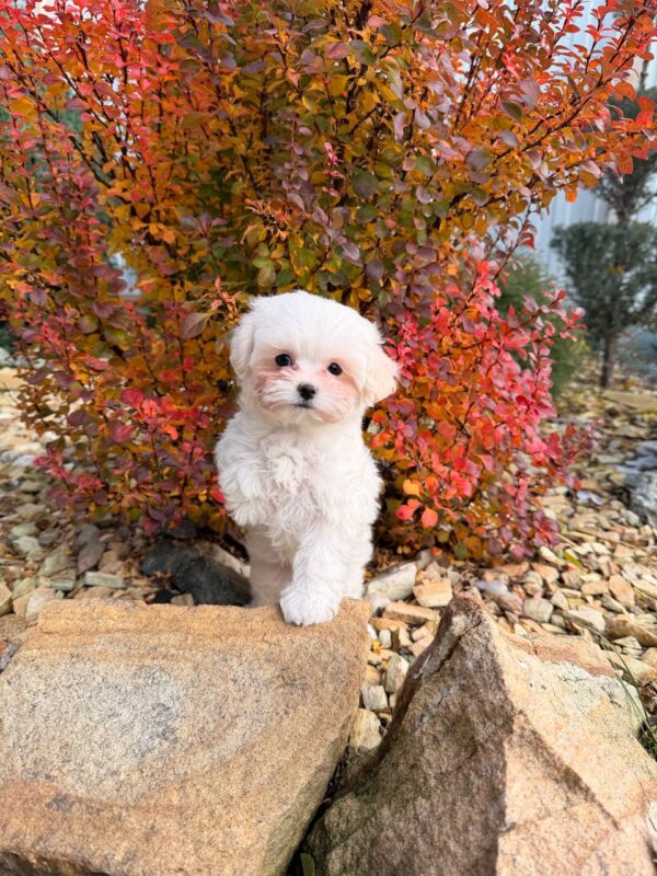 Male Maltese (Louis) Male Maltese (Louis)