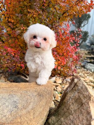 Male Maltese (Louis)