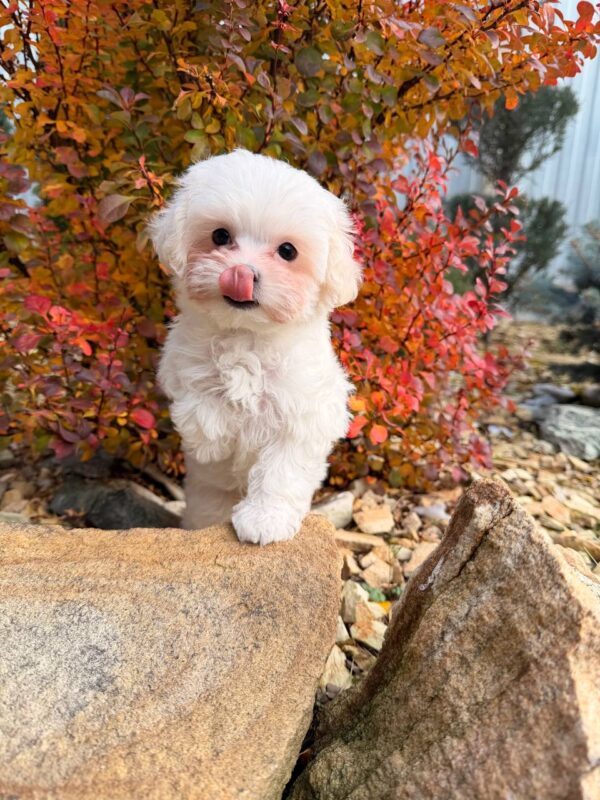 Male Maltese (Louis) Male Maltese (Louis)
