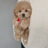 Male Maltipoo (Winston)