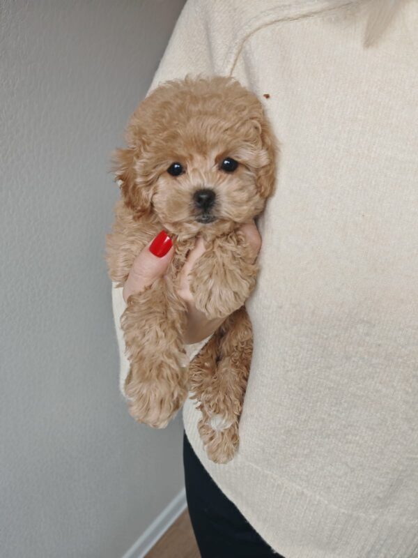 Male Maltipoo (Winston)