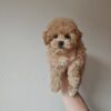 Male Maltipoo (Winston)