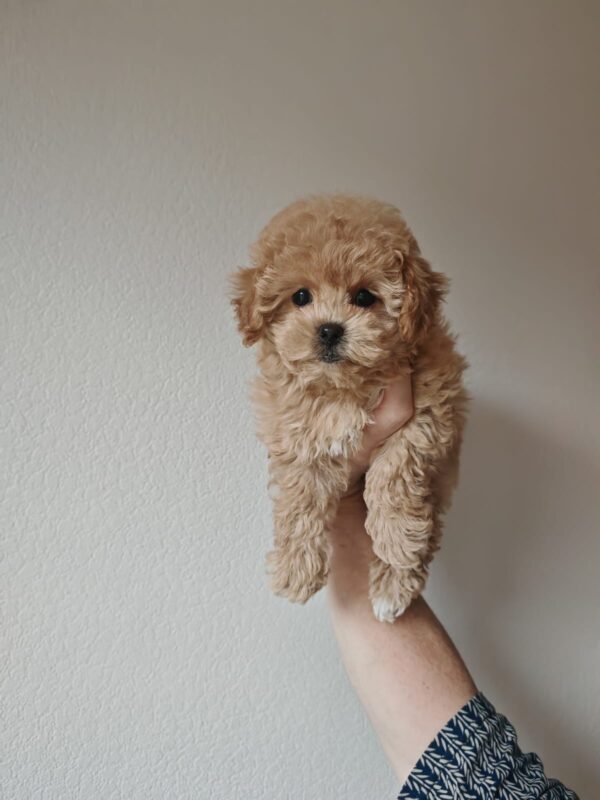 Male Maltipoo (Winston)