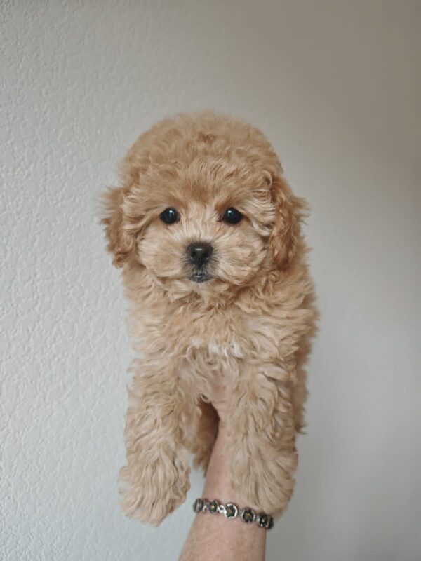 Male Maltipoo (Winston)
