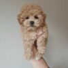 Male Maltipoo (Winston)