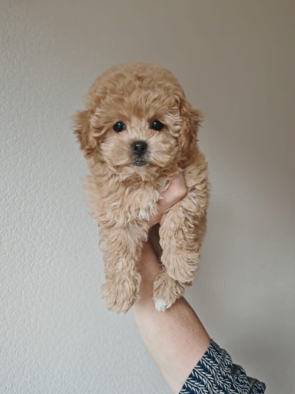Male Maltipoo (Winston)