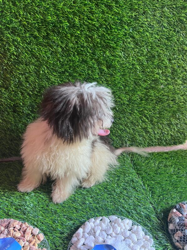 Female Maltese (Luna) Female Maltese (Luna)