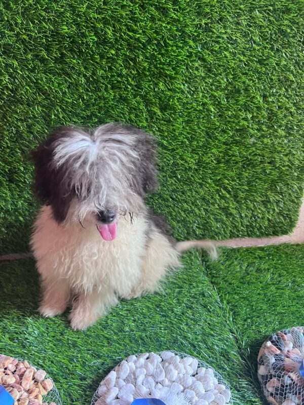 Female Maltese (Luna) Female Maltese (Luna)