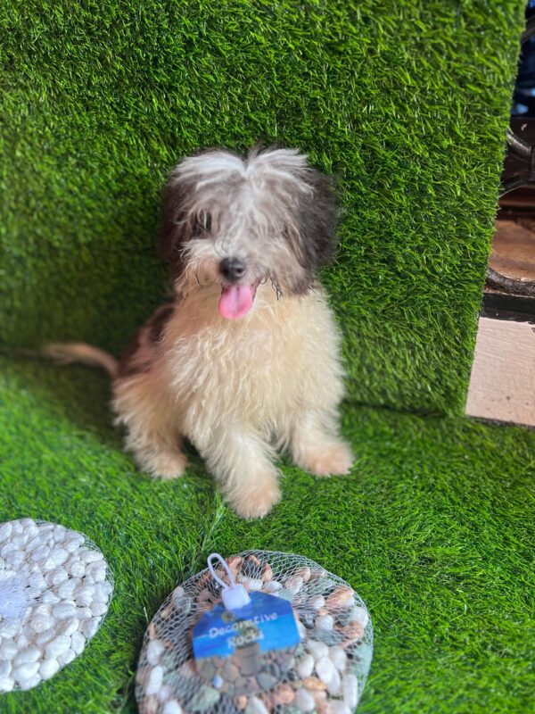 Female Maltese (Luna) Female Maltese (Luna)