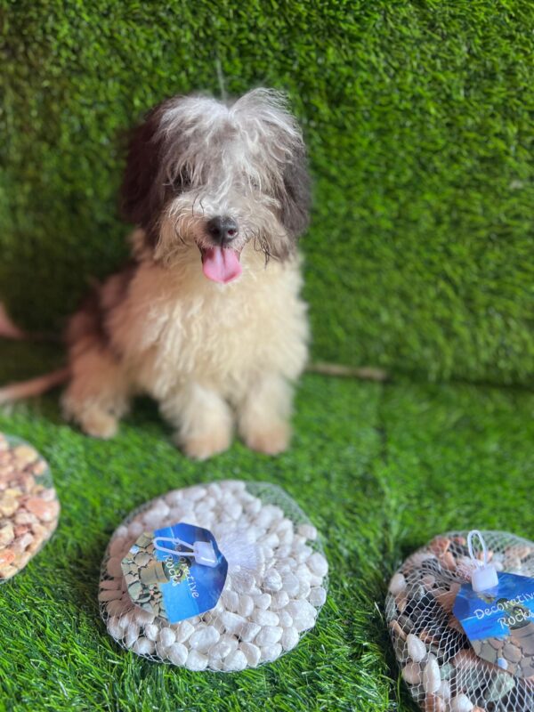 Female Maltese (Luna) Female Maltese (Luna)