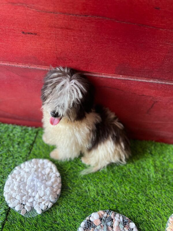 Female Maltese (Luna) Female Maltese (Luna)