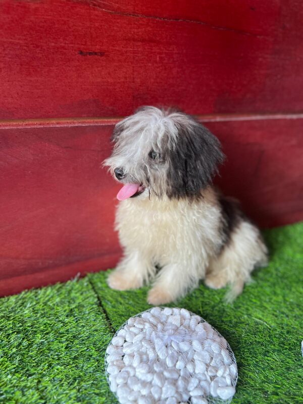 Female Maltese (Luna) Female Maltese (Luna)