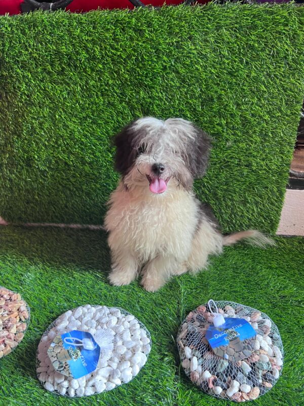 Female Maltese (Luna) Female Maltese (Luna)